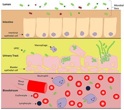 Metabolic Adaptations of Uropathogenic E. coli in the Urinary Tract